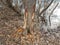 Beaver bite marks on tree trunk and water and trees in forest in wetland area