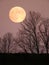 Beaver Blood Moonrise in November in NYS Fingerlakes