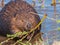 Beaver Castor canadensis in Alaska