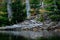 Beaver, Castor fiber, in the mountain lake, beaver castle in the background. Wildlife scene from nature. Animal from Sumava mounta