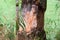 Beaver chewed trees, nibbled the trunk of a tree