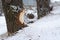 Beaver chewed wood.