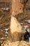 Beaver chewing down a tree