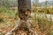 Beaver chewing down a tree. Beavers destruction in Czech.The beaver work. Beaver is cutting a tree to build a dam. Trees in woods