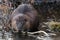 Beaver Chewing On Stick