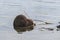 A beaver chewing on a stick.