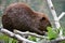 A beaver chewing on sticks