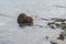 A beaver chewing on a tree branch