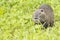 Beaver coypu looking at you