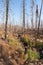 Beaver Creek  post-fire view in Routt National Forest, Colorado