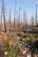 Beaver Creek  post-fire view in Routt National Forest, Colorado