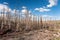 Beaver Creek  post-fire view in Routt National Forest, Colorado