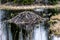 Beaver dam on Astoria Lake, elk Island National Park, Alberta, Canada