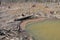 Beaver dam with branches and logs and lake or pond water