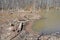 Beaver dam with branches and logs and lake or pond water