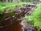 A beaver dam erected by beavers on a river or stream to protect against predators and to facilitate foraging during the