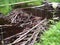 A beaver dam erected by beavers on a river or stream to protect against predators and to facilitate foraging during the