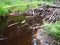 A beaver dam erected by beavers on a river or stream to protect against predators and to facilitate foraging during the