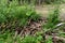 Beaver dam in forest