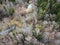 Beaver dam on forest river at early spring time, drone view. Stream, treetops, wetland. Aerial landscape