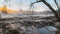 Beaver dam on a riverbed. River beaver Castor fiber - beaver family Castoridae. A sturdy structure in a river, a flooded forest.