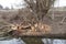 Beaver damage to a tree