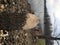 Beaver Damage on Tree Stump