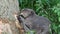 Beaver eating away at bark of a tree