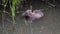 Beaver eating blade of grass and swimming in pond in summer time