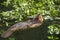 beaver eating green leaf