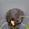 The beaver eats a piece of bread
