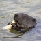 The beaver eats a piece of bread