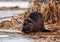 Beaver feeding on branches in winter