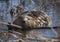 Beaver Feeding on a Sapling