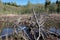 beaver flooded area in the forest