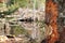 Beaver gnaw marks on tree with lodge in background