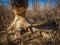 Beaver gnawed aspen tree trunk in spring