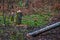 Beaver gnawed Tree trunk in forest