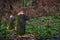 Beaver gnawed Tree trunk in forest