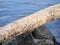 Beaver gnawed trees on the bank of a river with teeth marks