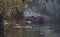 A beaver gnawing on wood in a pond