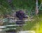 A beaver grooming itself beside a pond