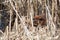 Beaver hiding in dry reeds beside pond