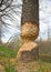 Beaver knaw marks on a tree