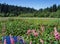 Beaver Lake, Stanley Park, Vancouver