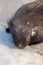 A beaver lies and sleeps on a concrete floor.
