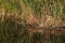 A beaver-like nutria in a body of water in a protected forest area with a lot of grass and marshland