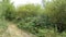 Beaver lodge at Havel river Brandenburg, Germany covered with green plants on top