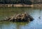 Beaver Lodge on Pandapas Pond