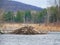 Beaver lodge rebuilt in the springtime in NYS